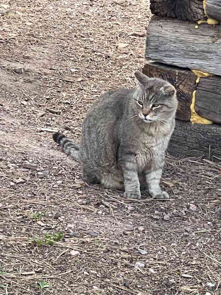Barn Cats