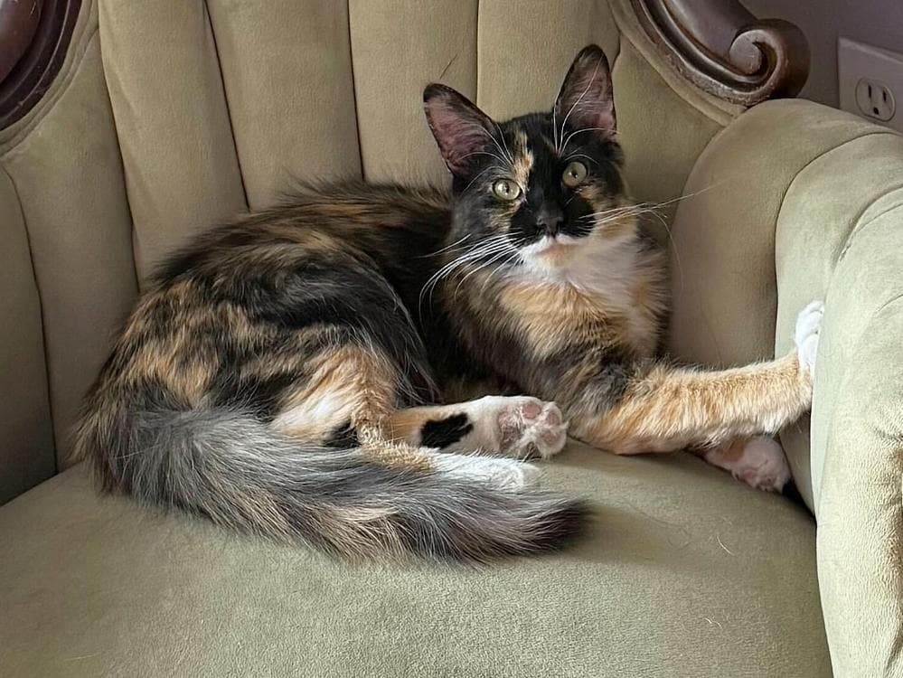Lady Himi