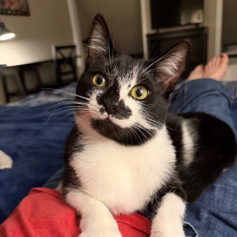 Bacardi