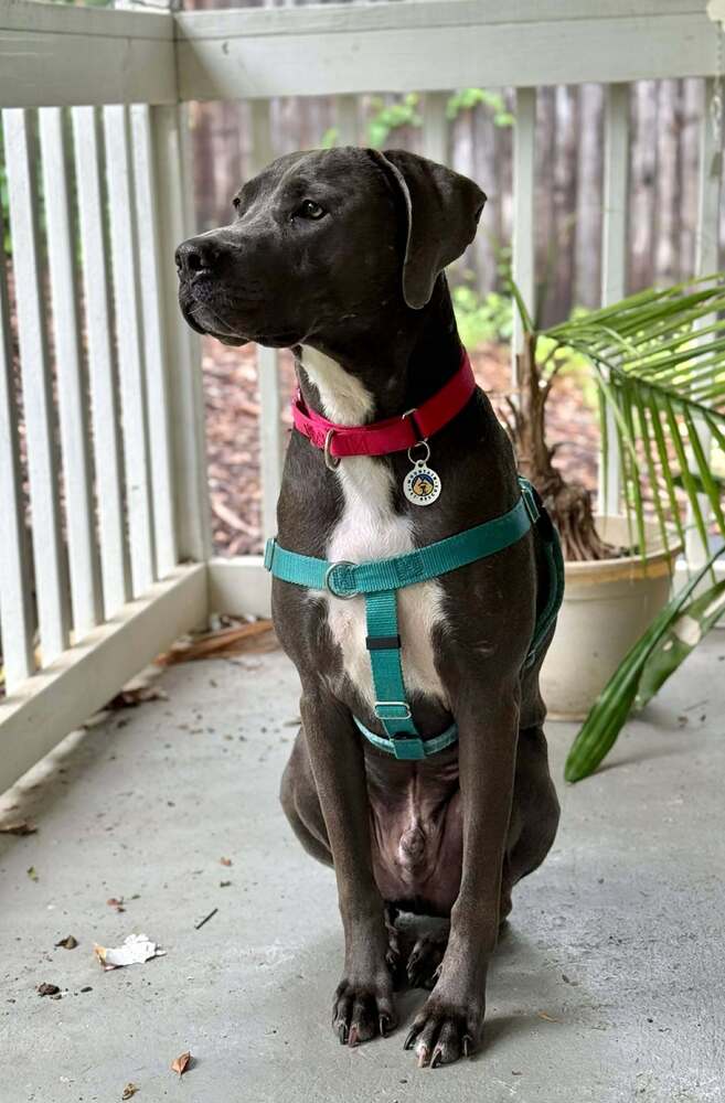 Thor