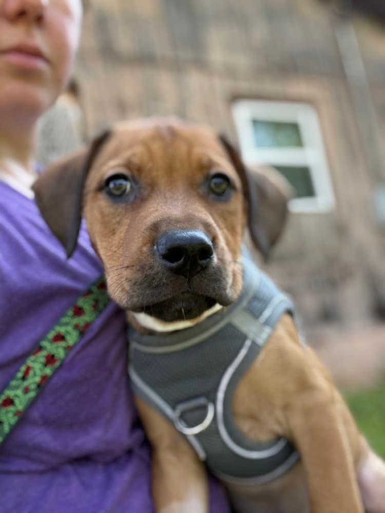 Circie