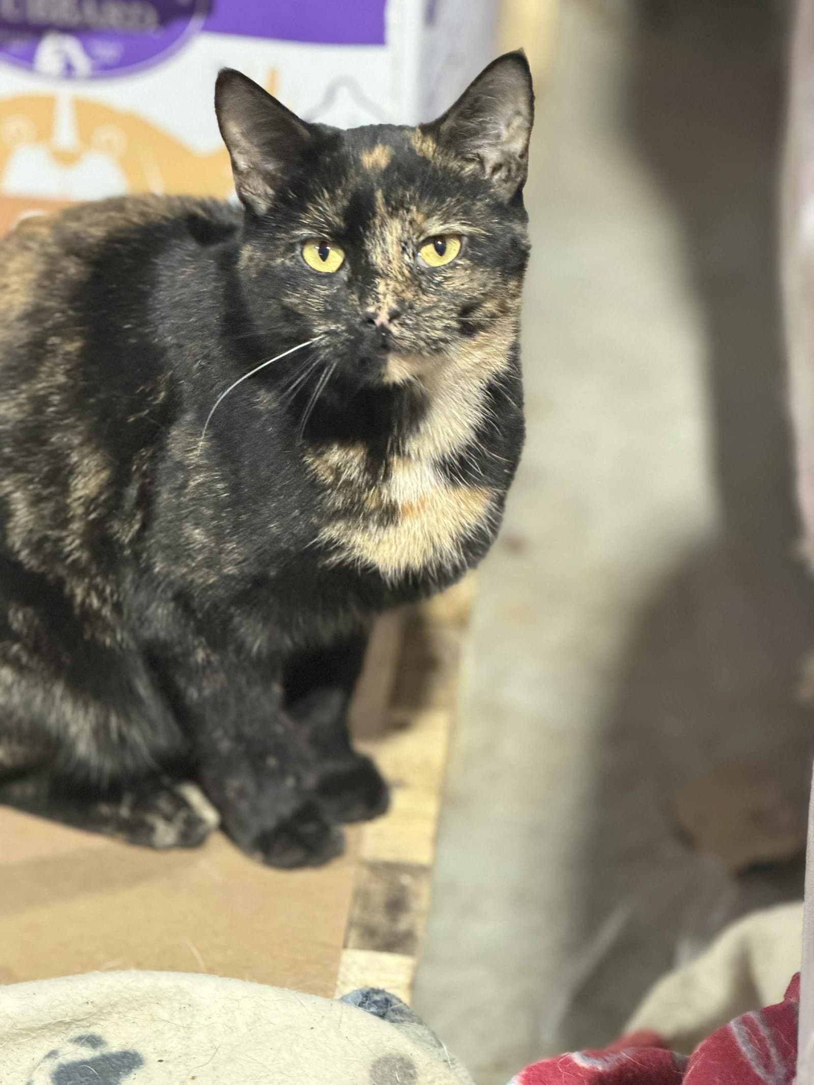 Alisha (Kitty)