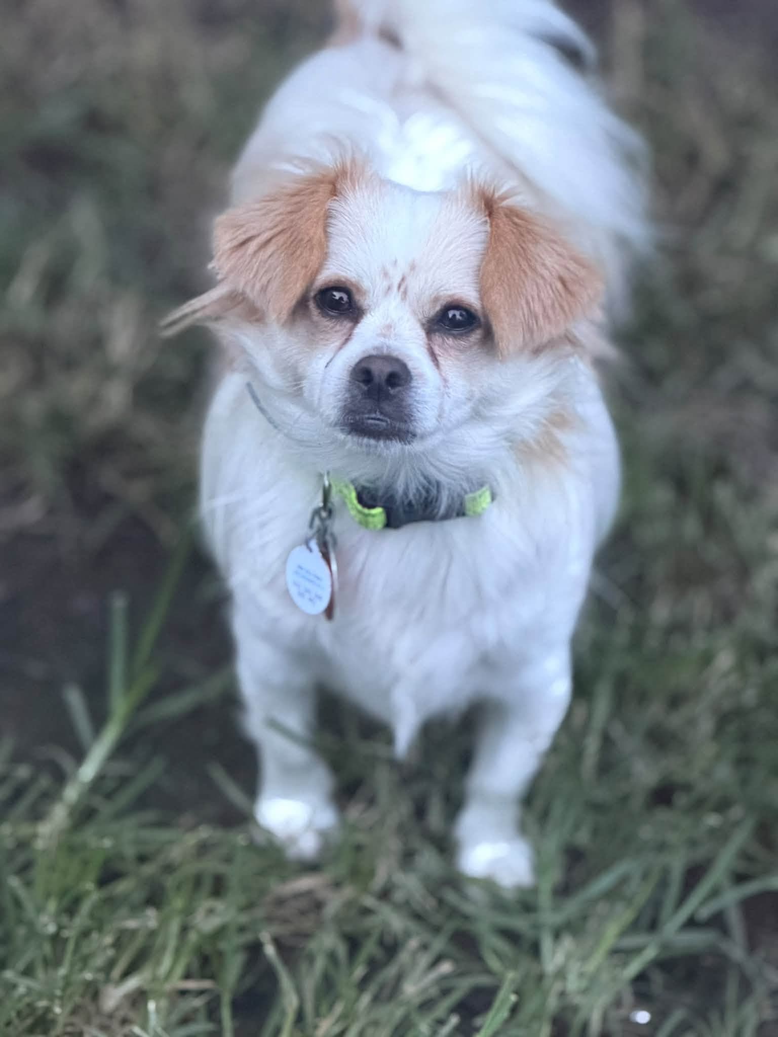 Ozzy