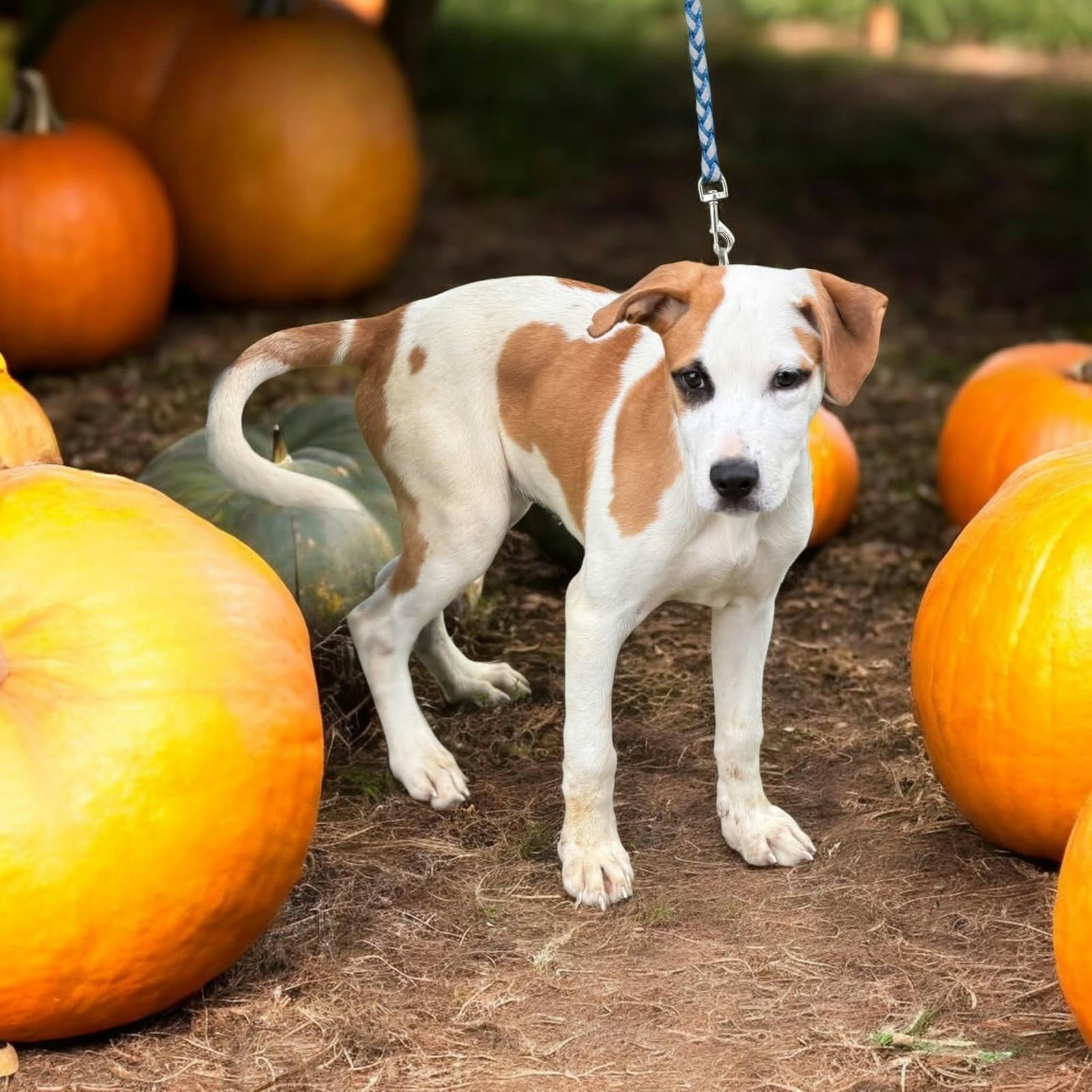 Benny