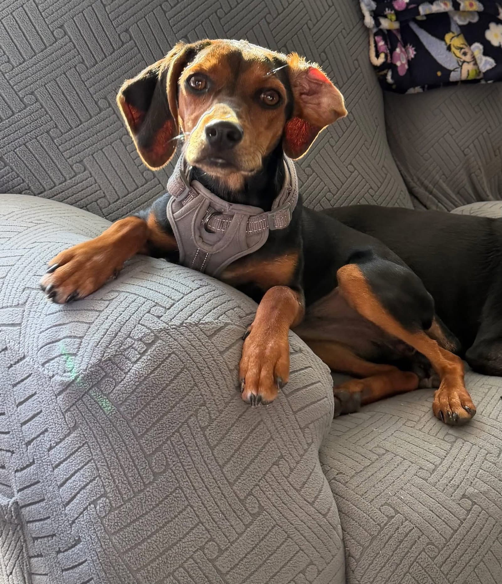 Miss Minnie