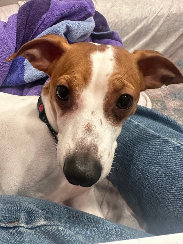 Chester
