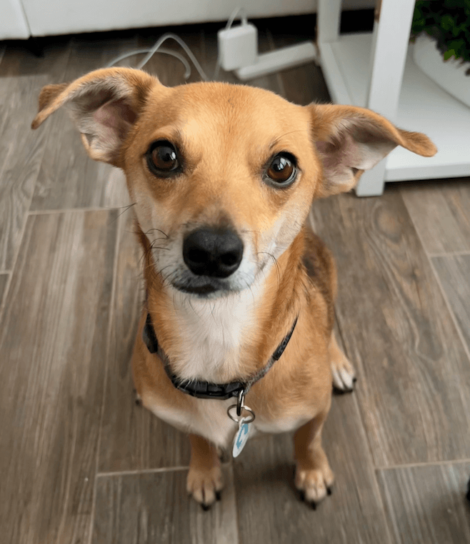 Benji