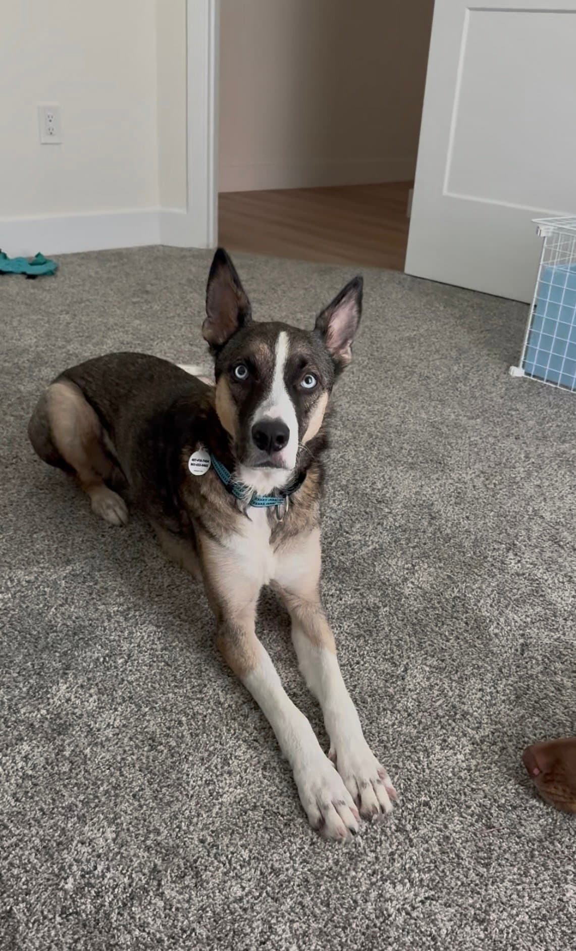 Nova