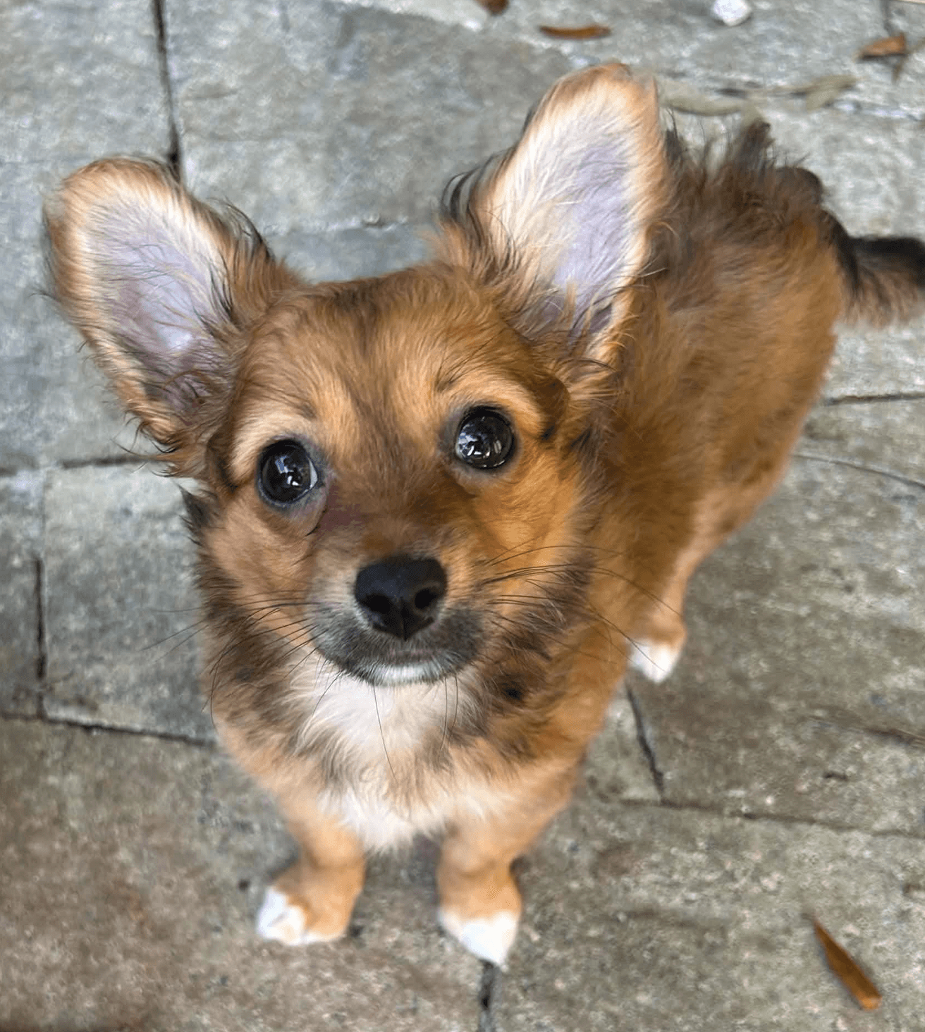 Cami (must be adopted with Lola)