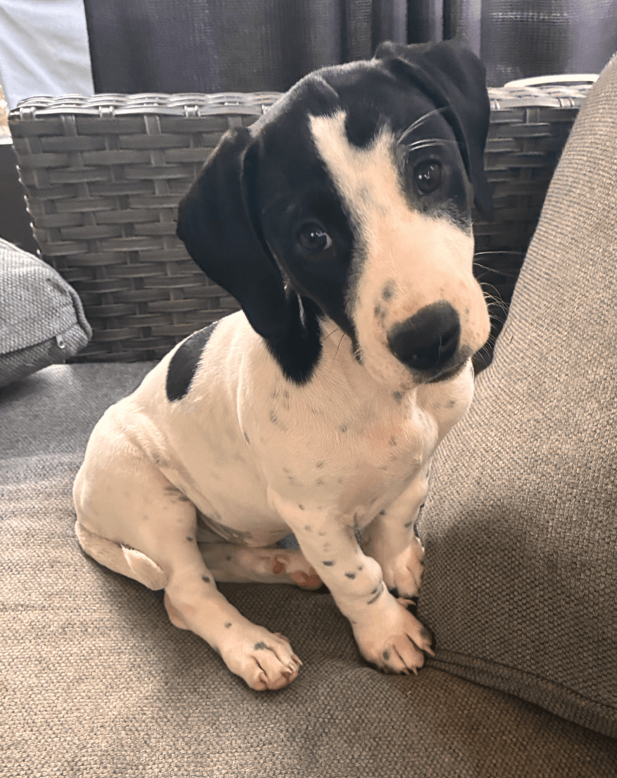 Wil - Puppy of Pennie
