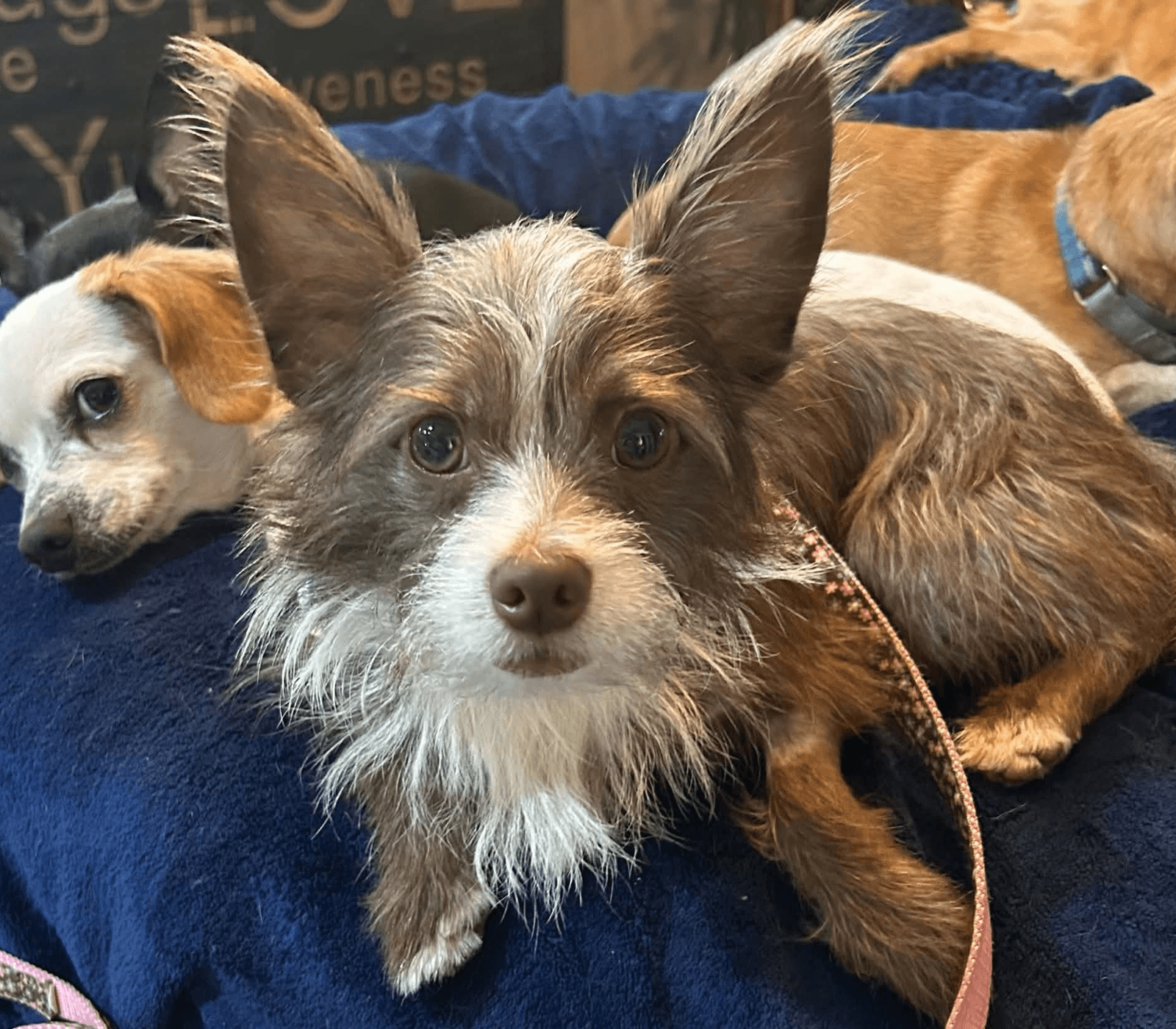 Pickle (ADOPTION PENDING)