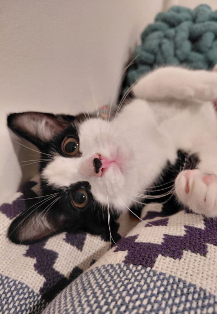 Bandit