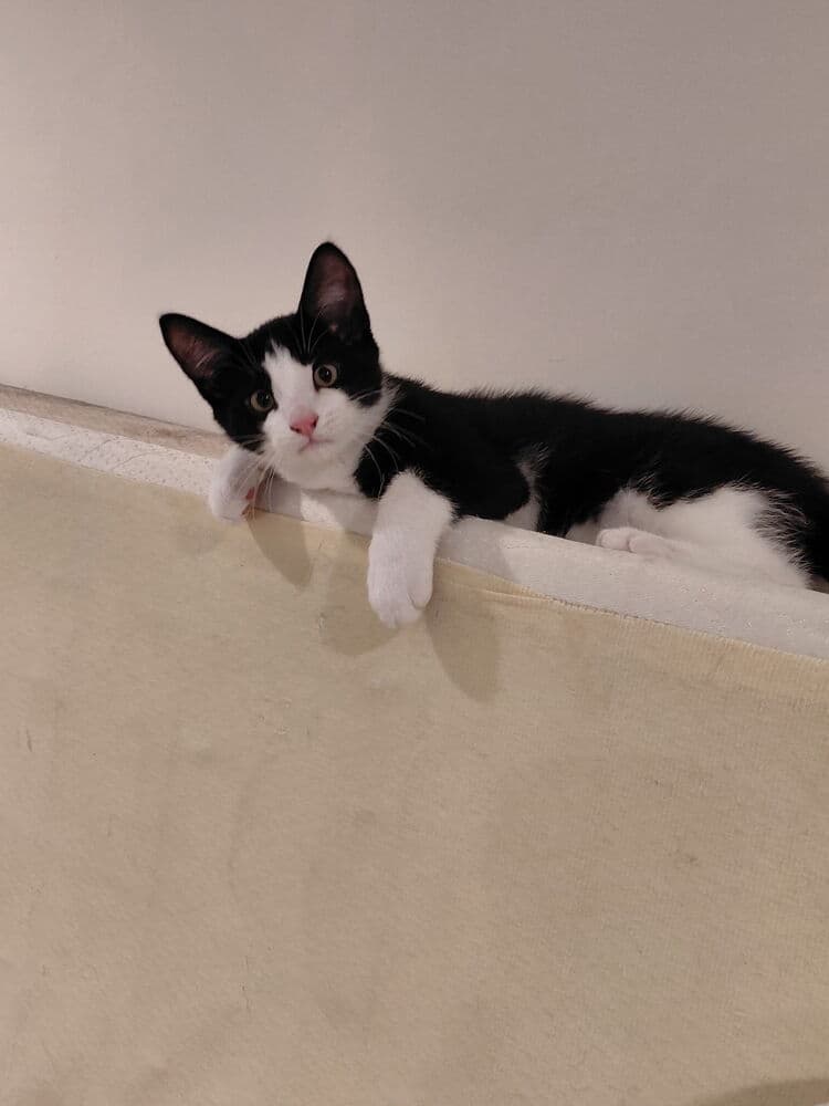 Theo