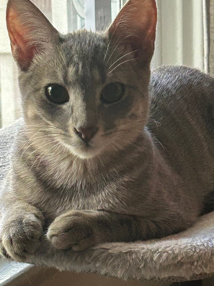 Freya