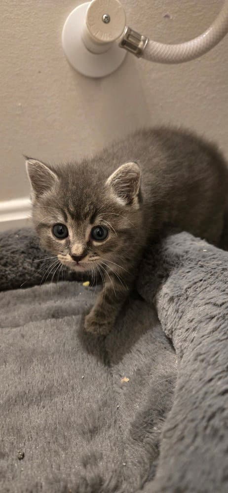 Lila