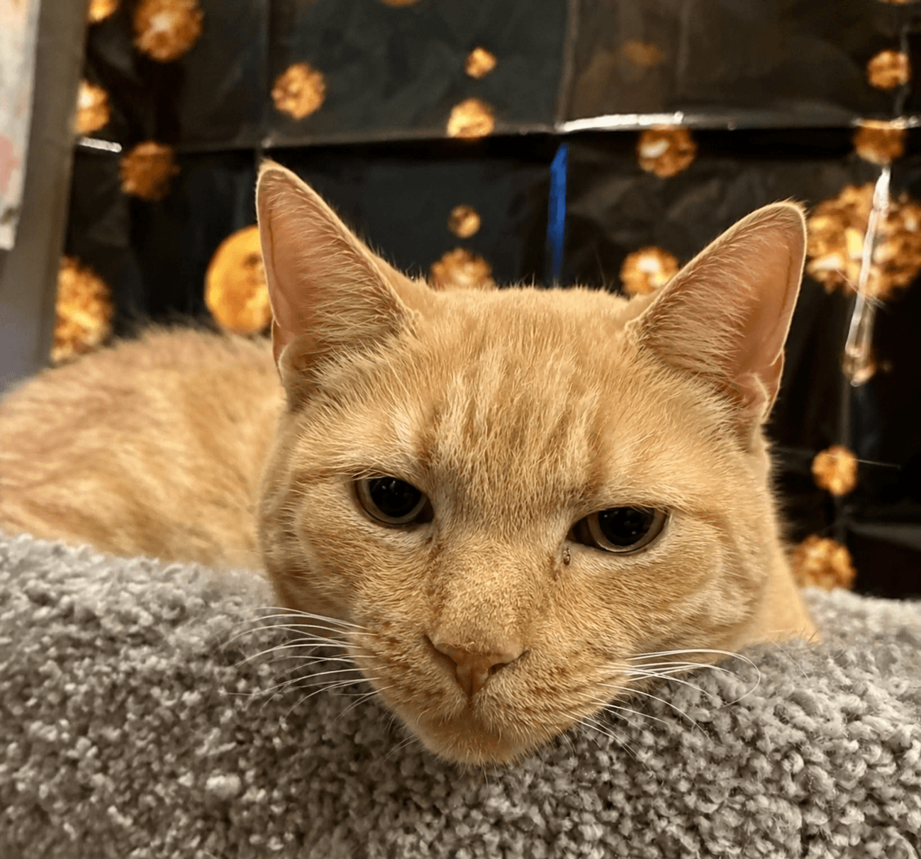 Butters (FIV+)