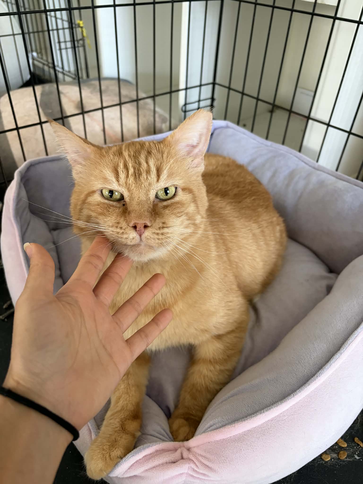 Bingo (FIV+)