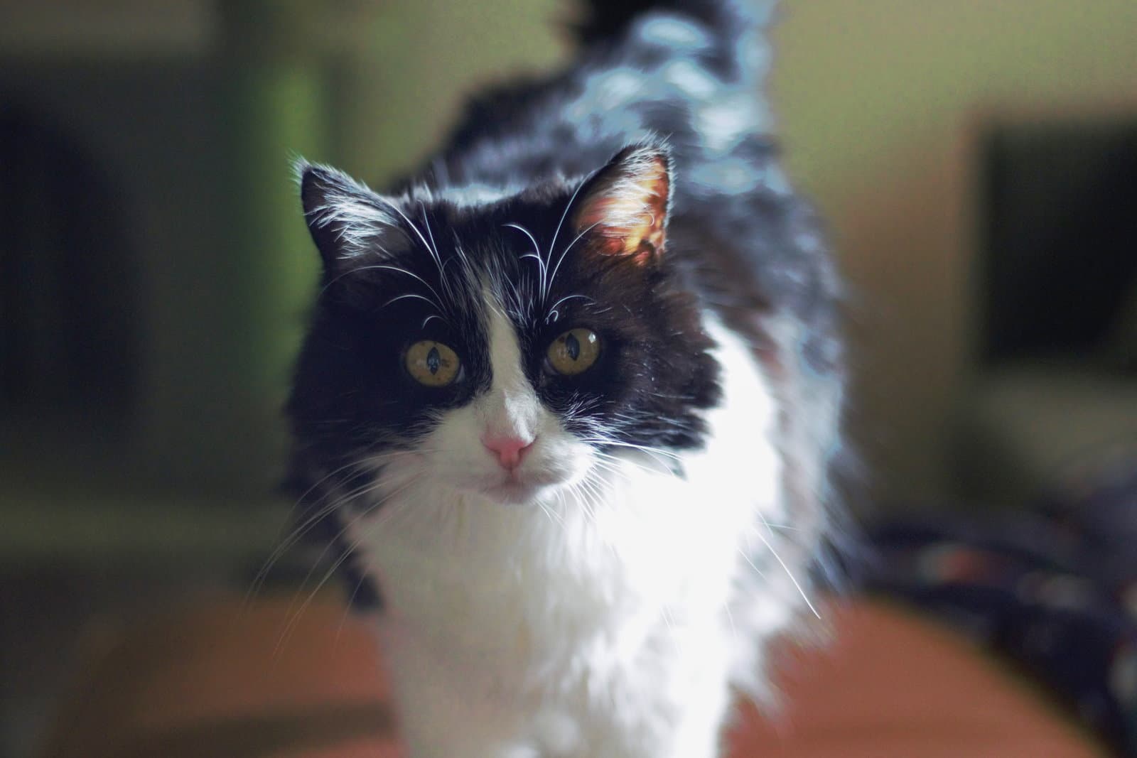 Mabel (FIV+)