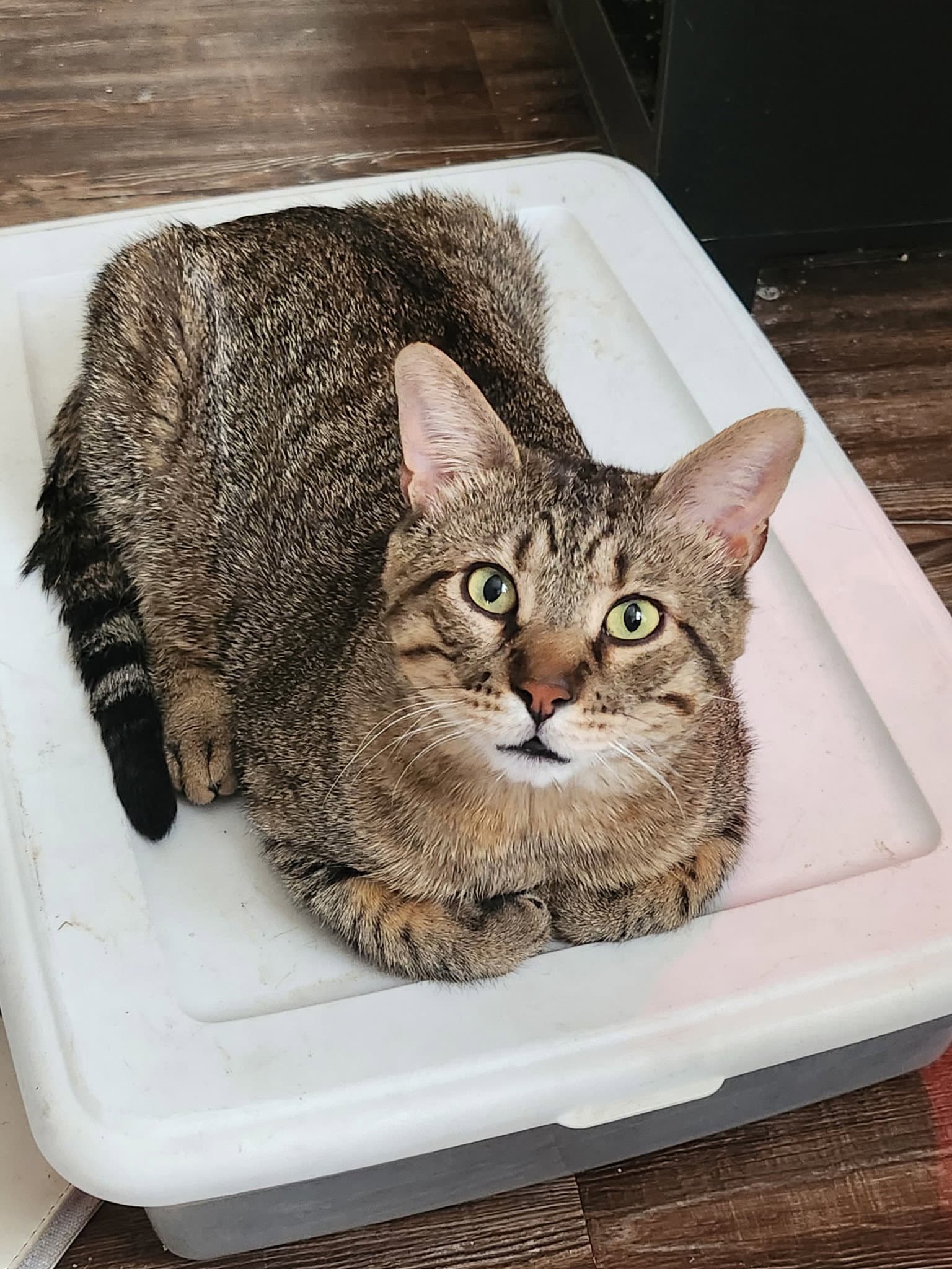 Biscuit (FIV+)