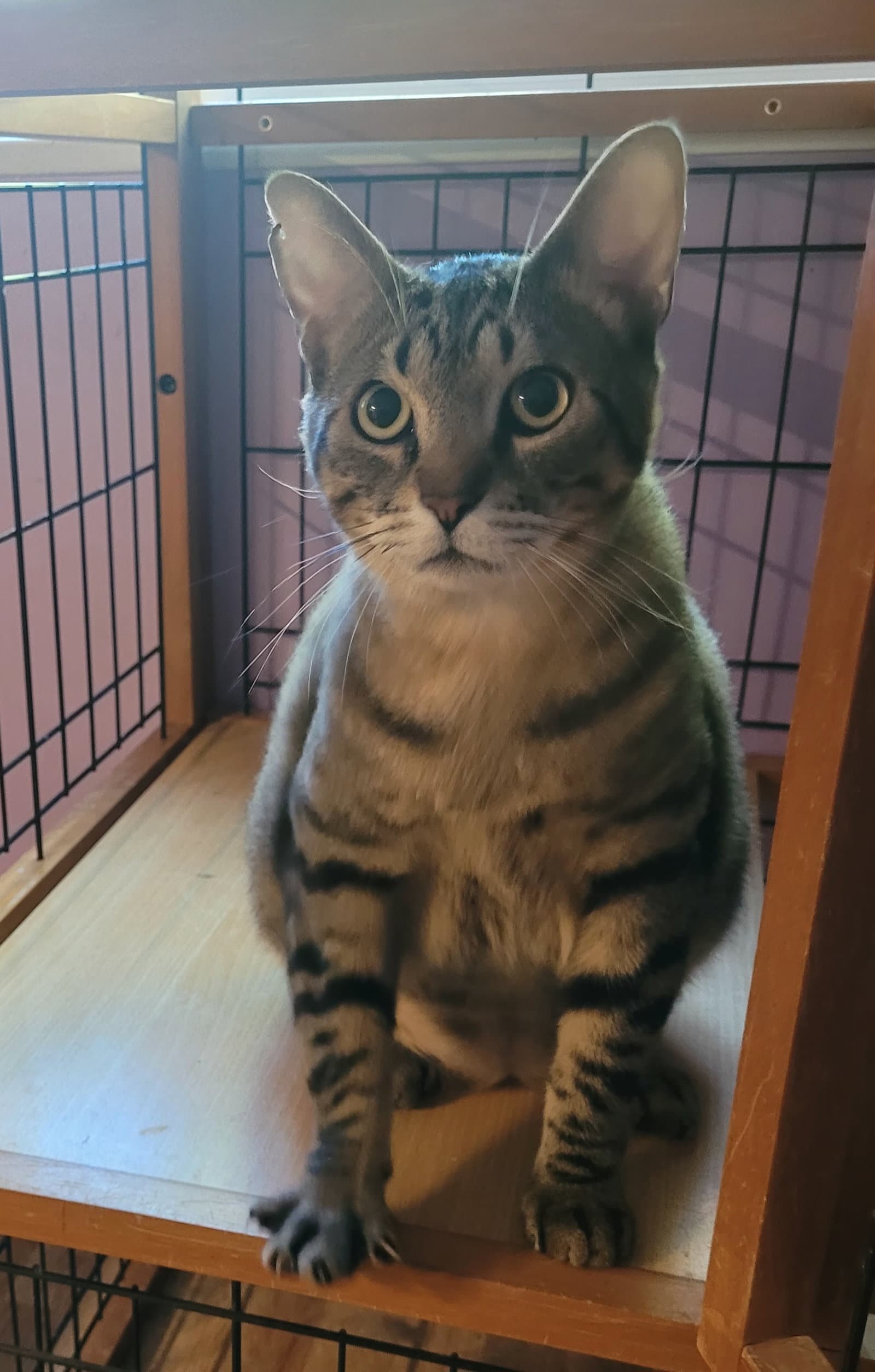 Juniper