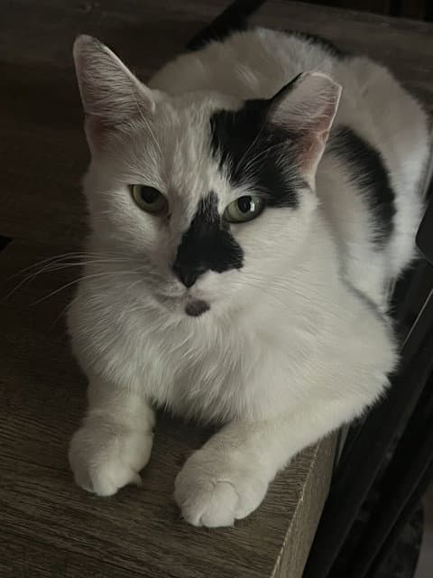 Cruella (bonded with Santos)