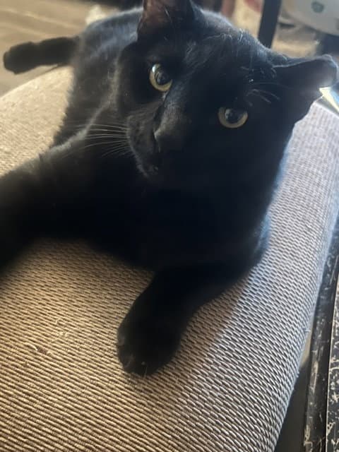 Santos (bonded with Cruella)