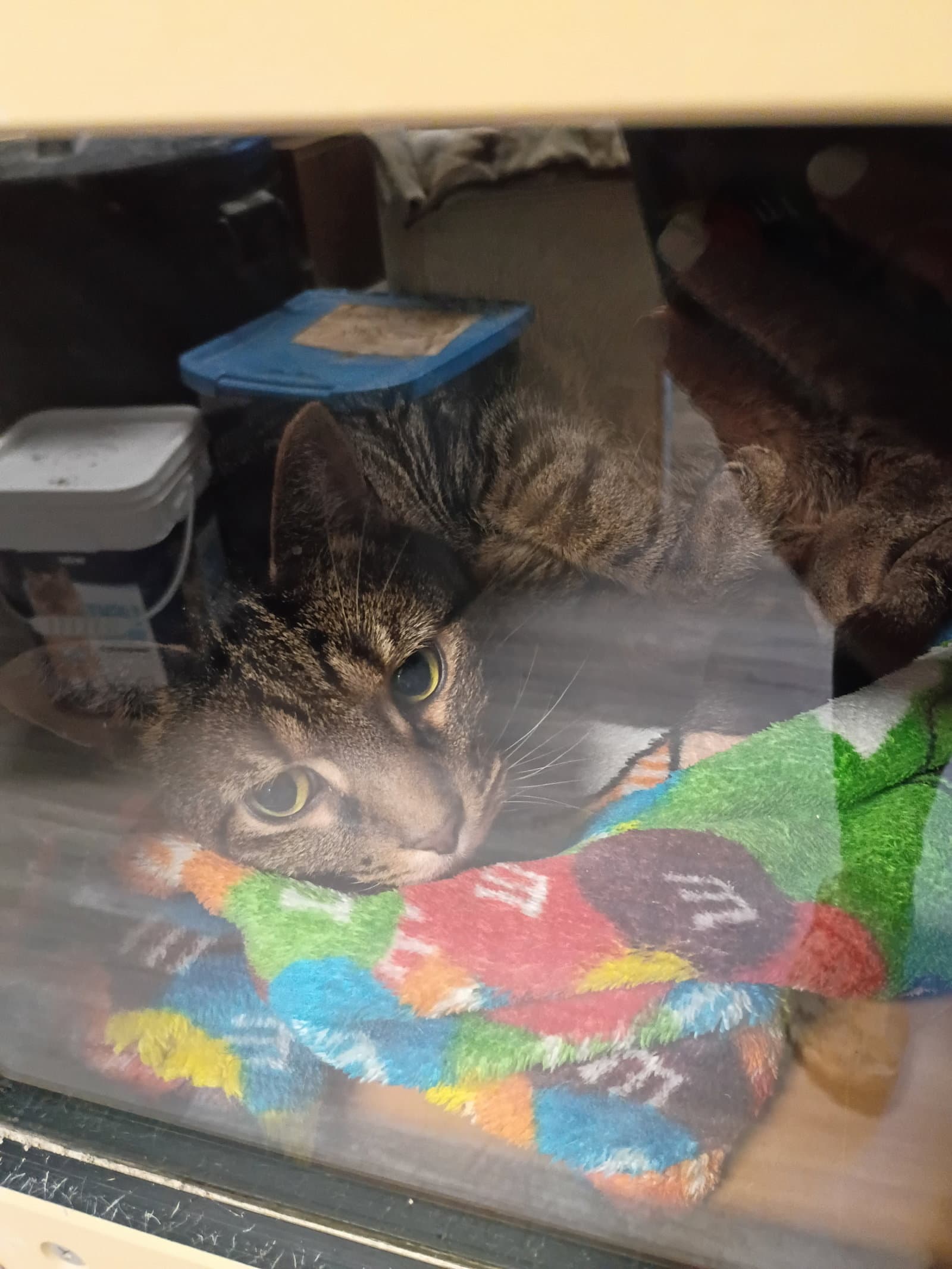 Percival