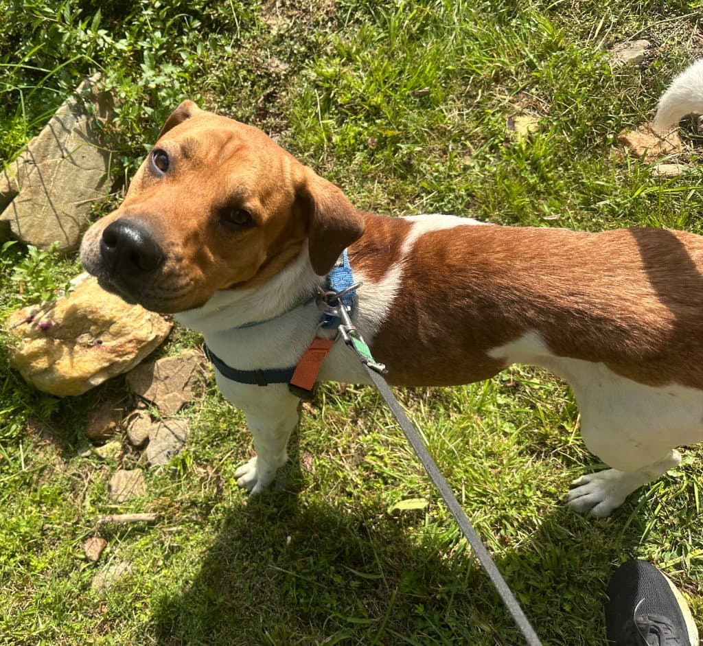 Bartolito