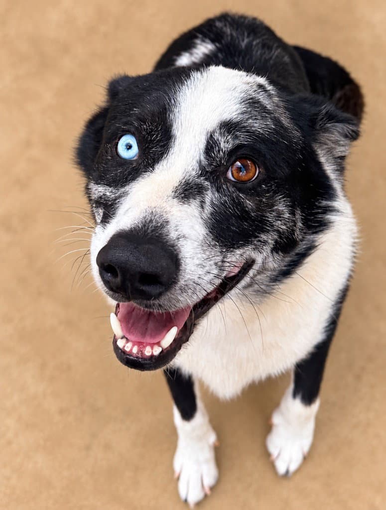 Cujo