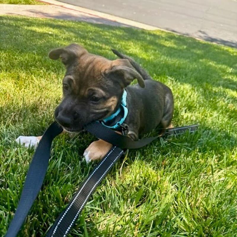 Jazmin