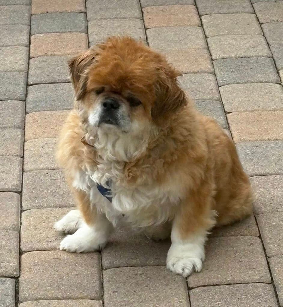 Teddy