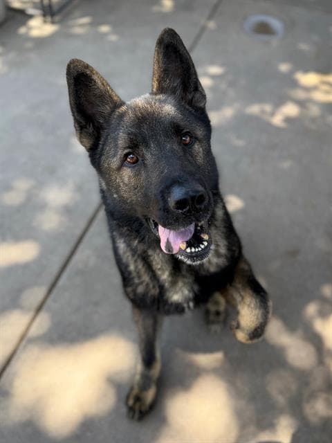 KODA