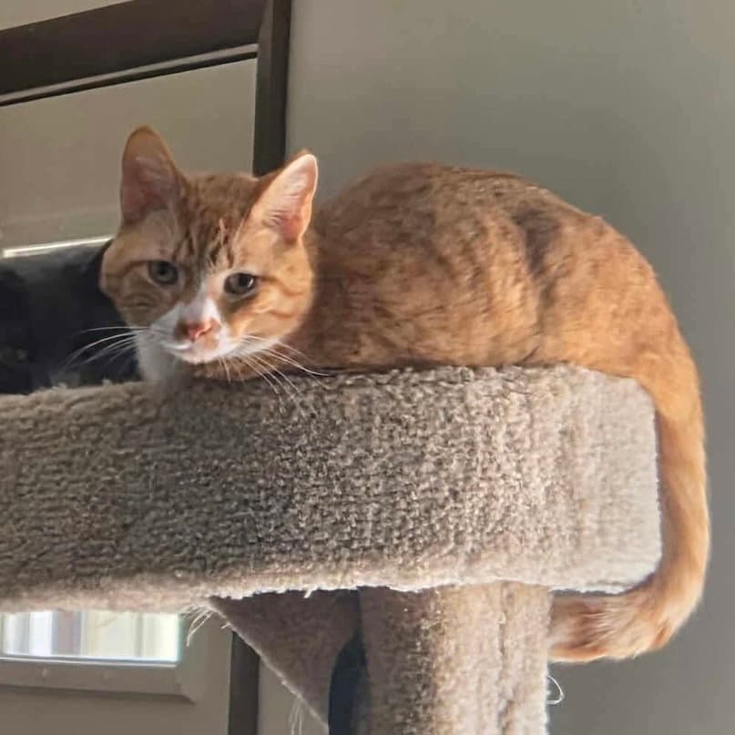 Biscuit