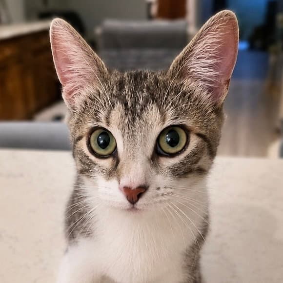 Adalyn