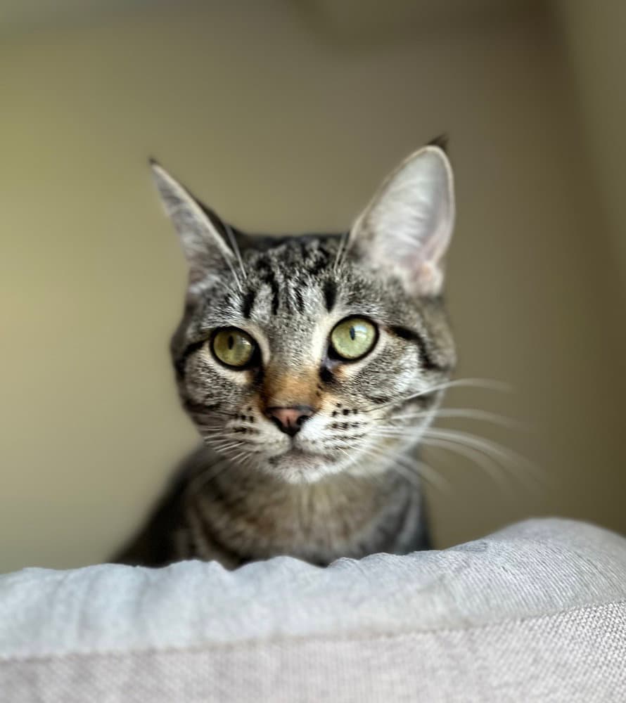 Bonnie