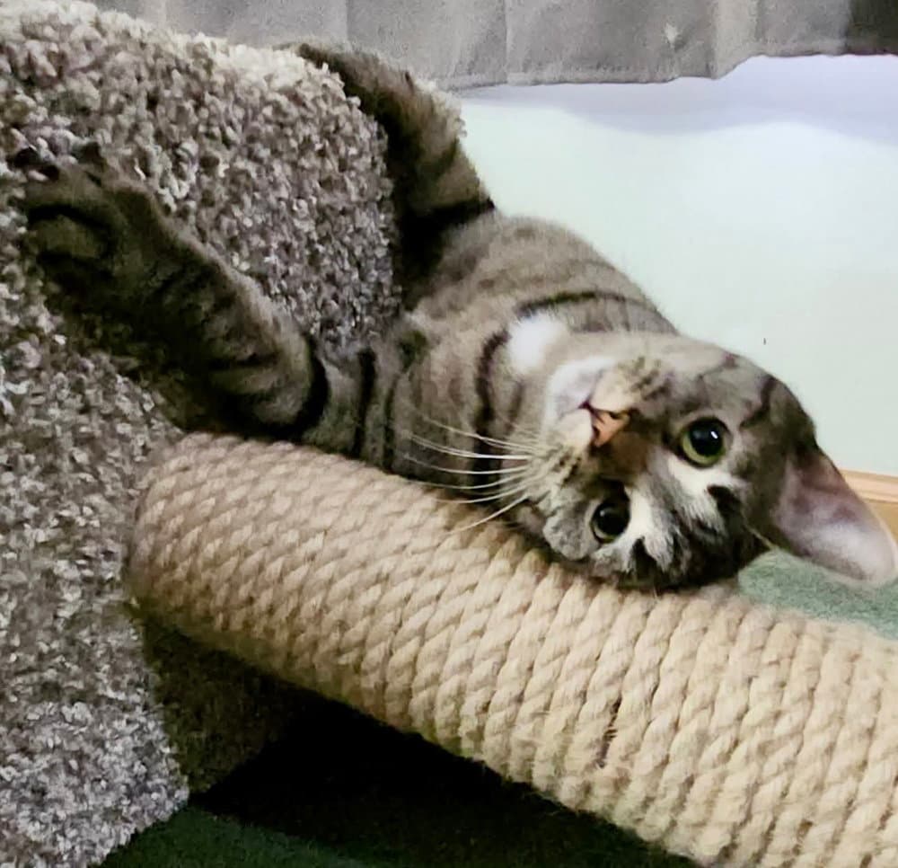 Rascal (aka Sporkie)
