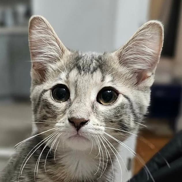 Mochi
