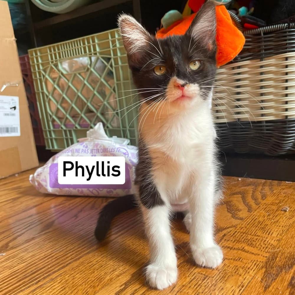 Phyllis