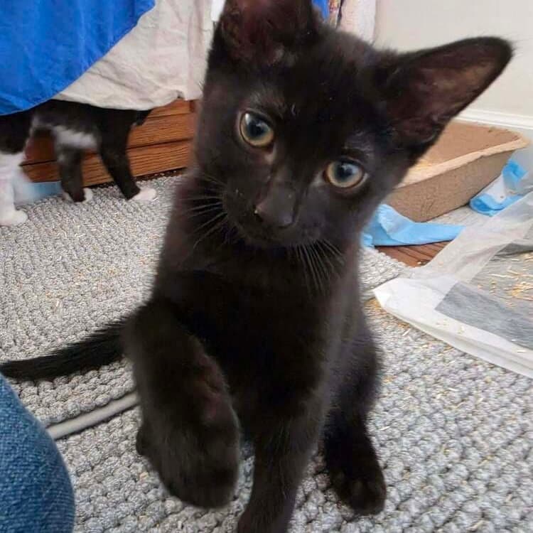 Gigi