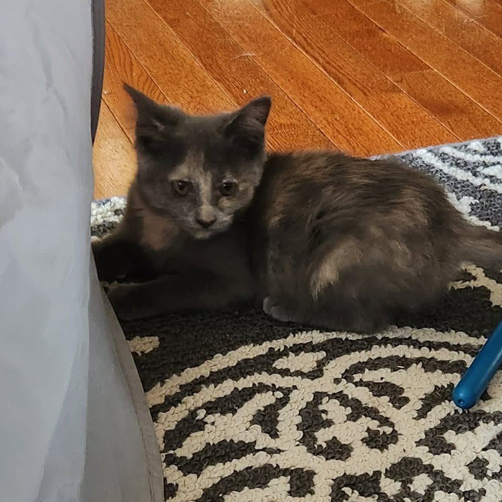 Rosie