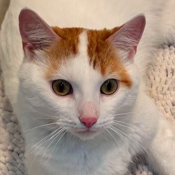 Vito