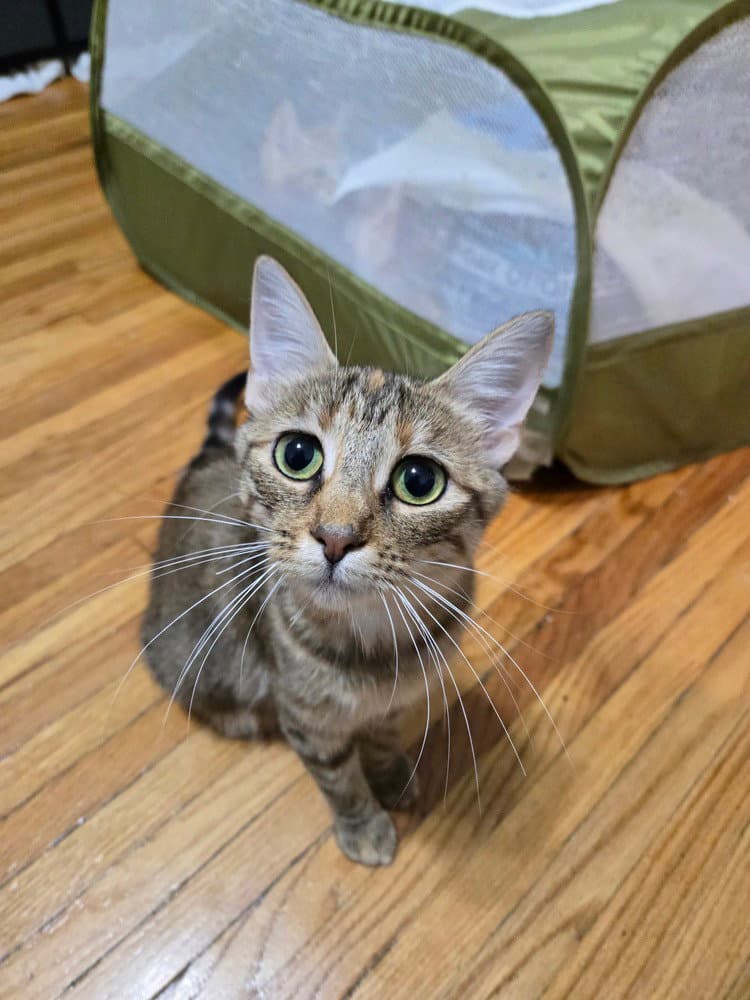 Sienna
