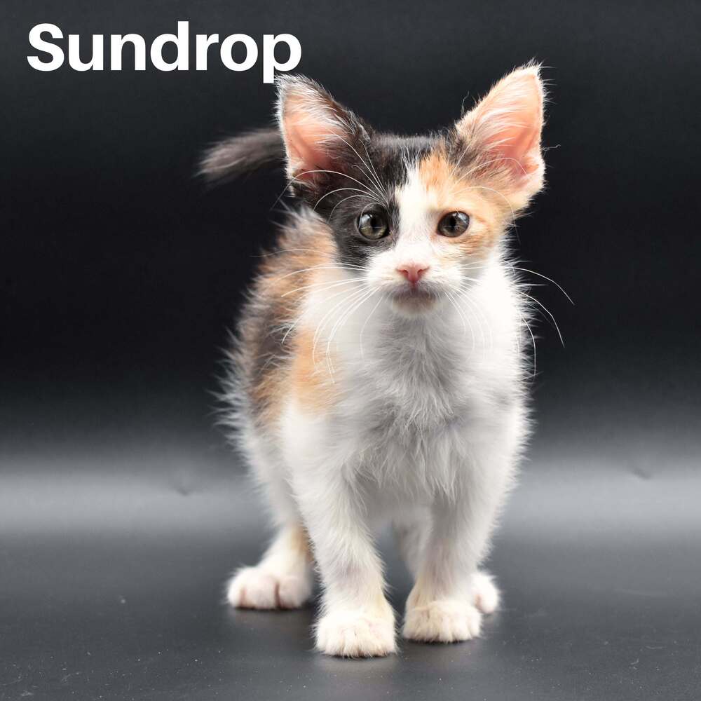 Sundrop
