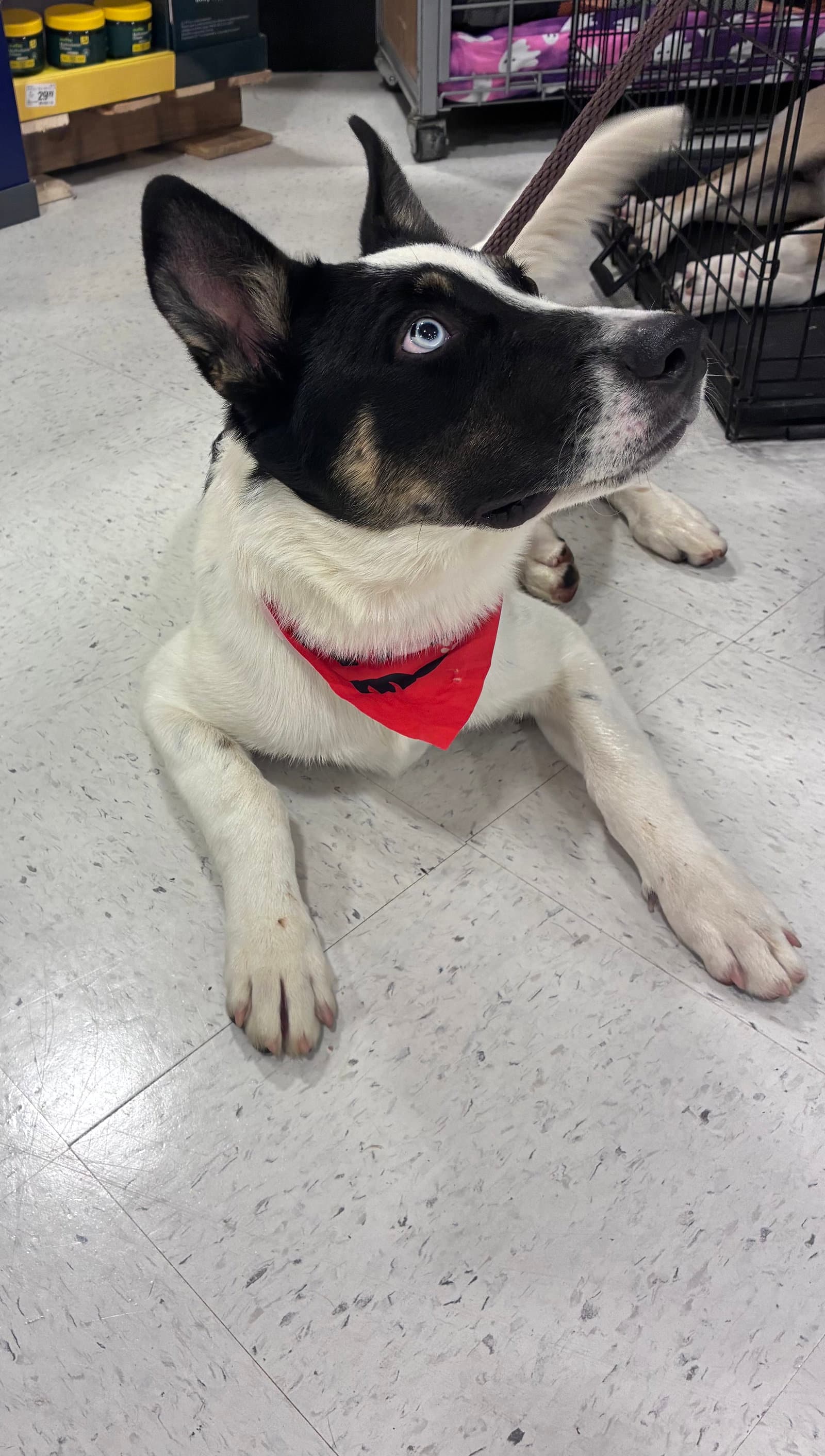 Milo
