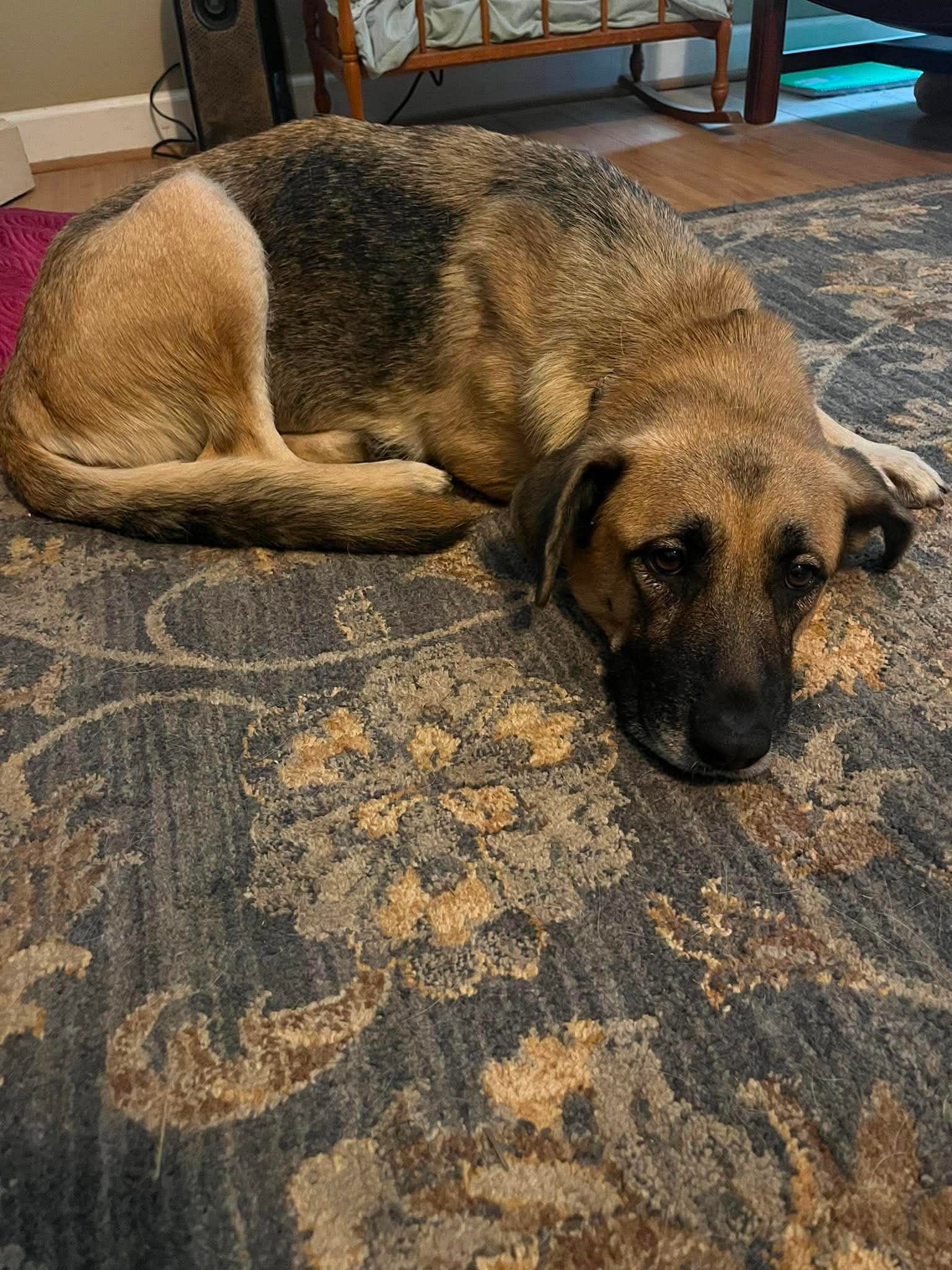 Maple Shep