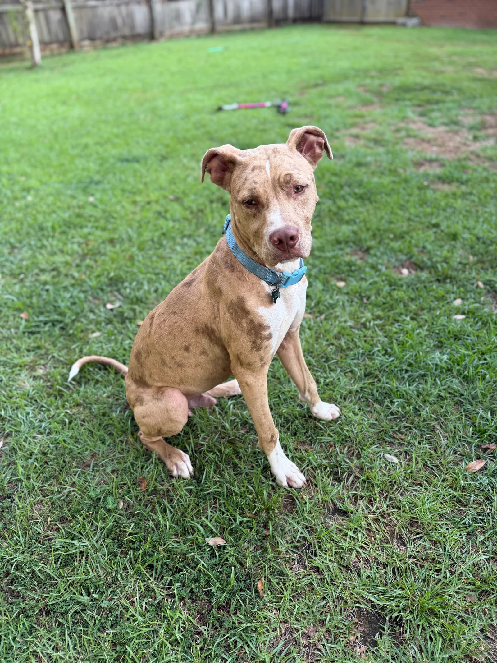 Beauregard