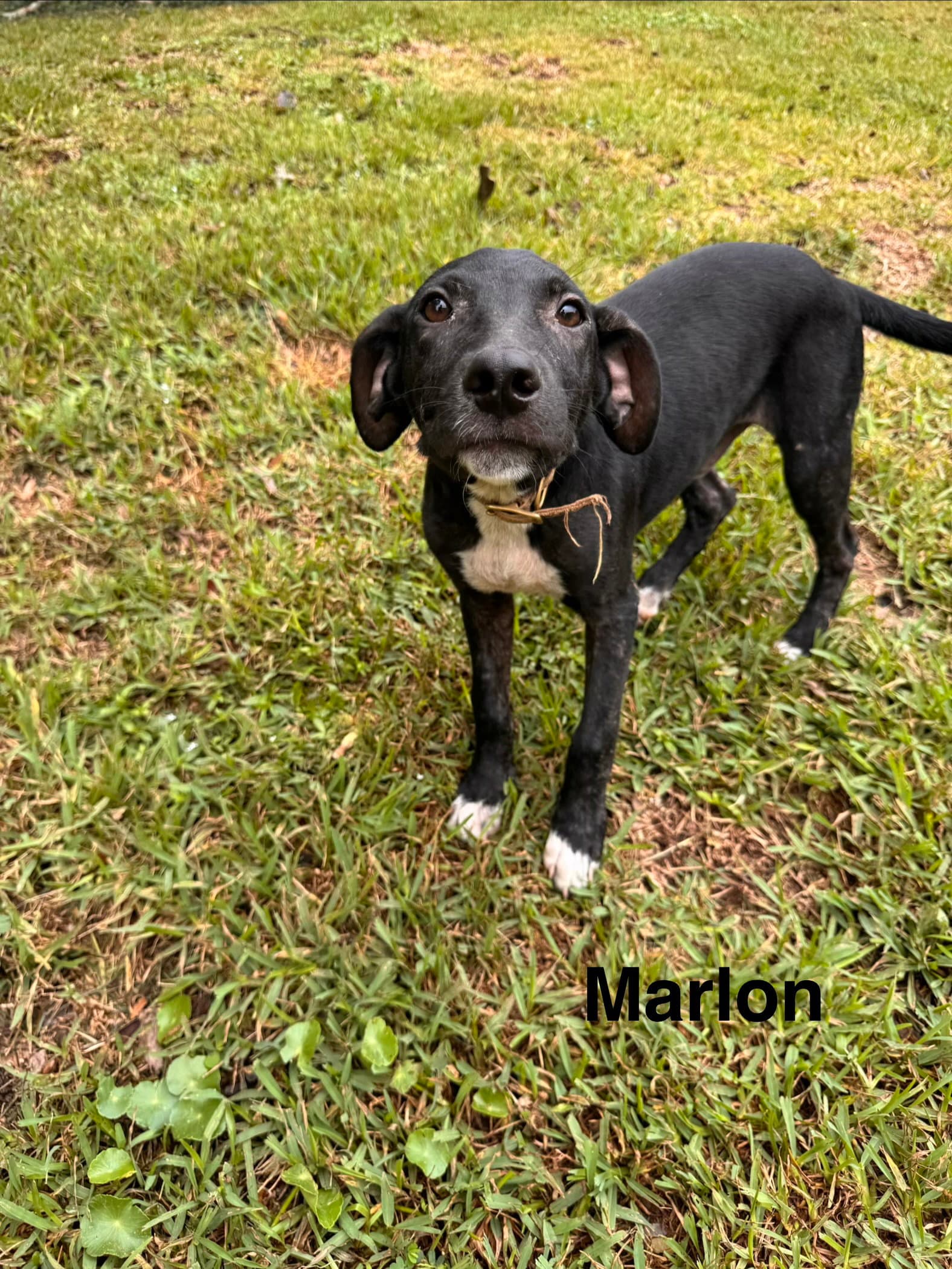 Marlon