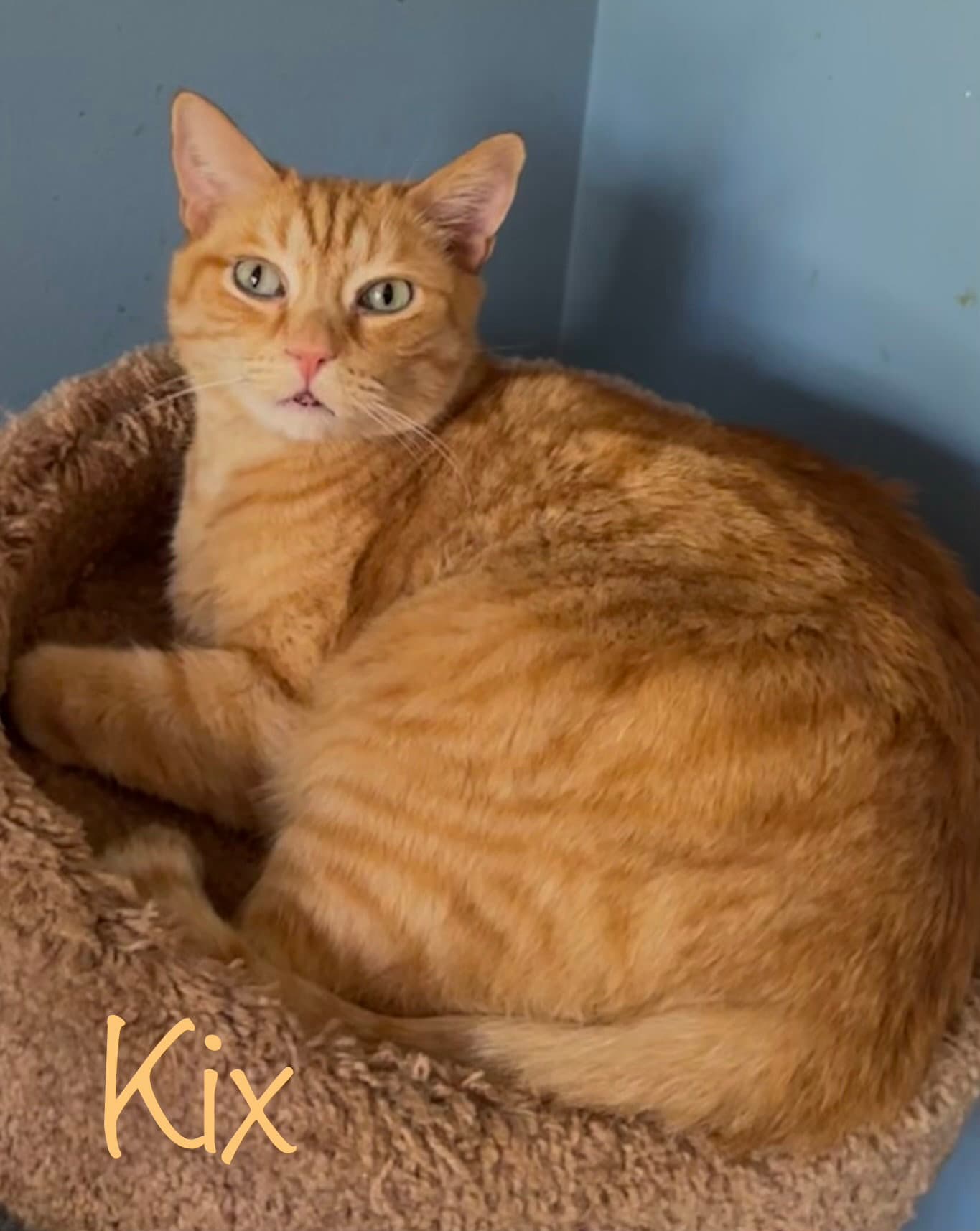 Kix