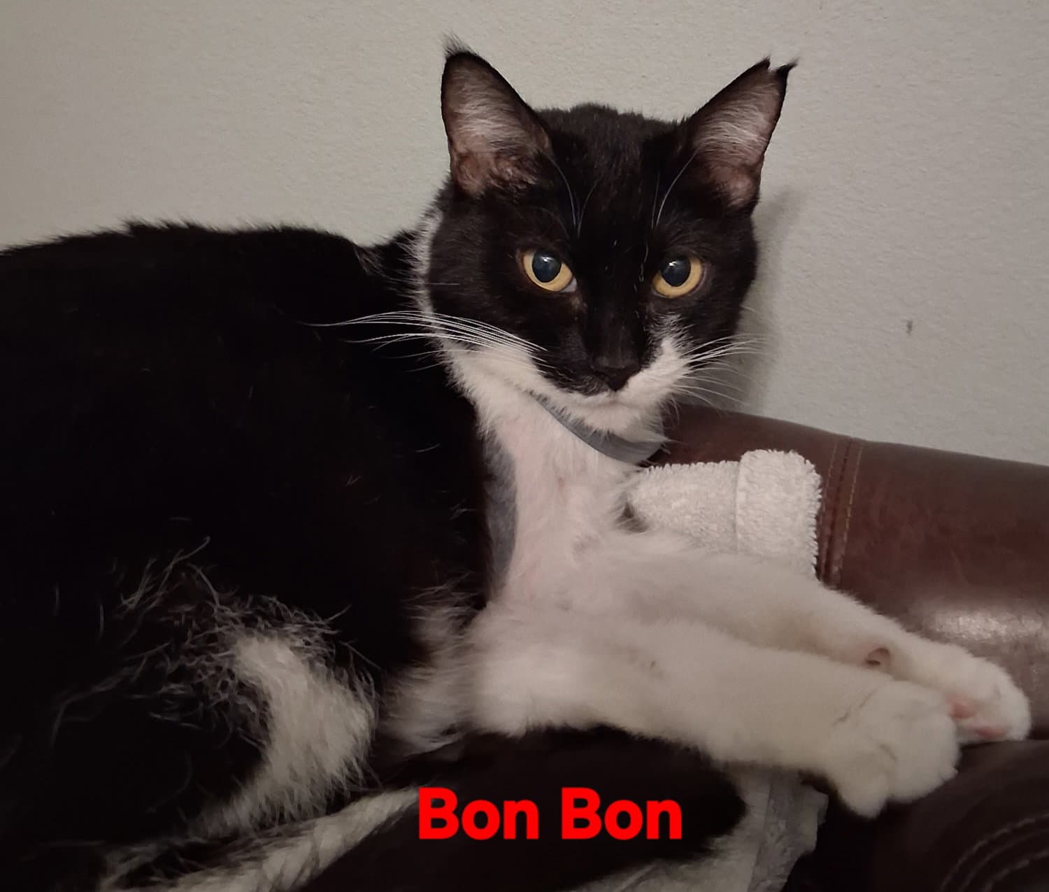 Bon Bon
