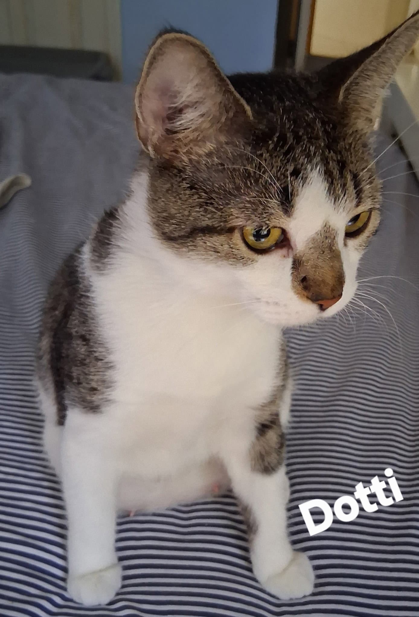 Dotti